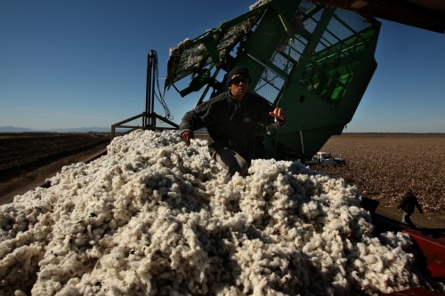 Cotton Harvest
